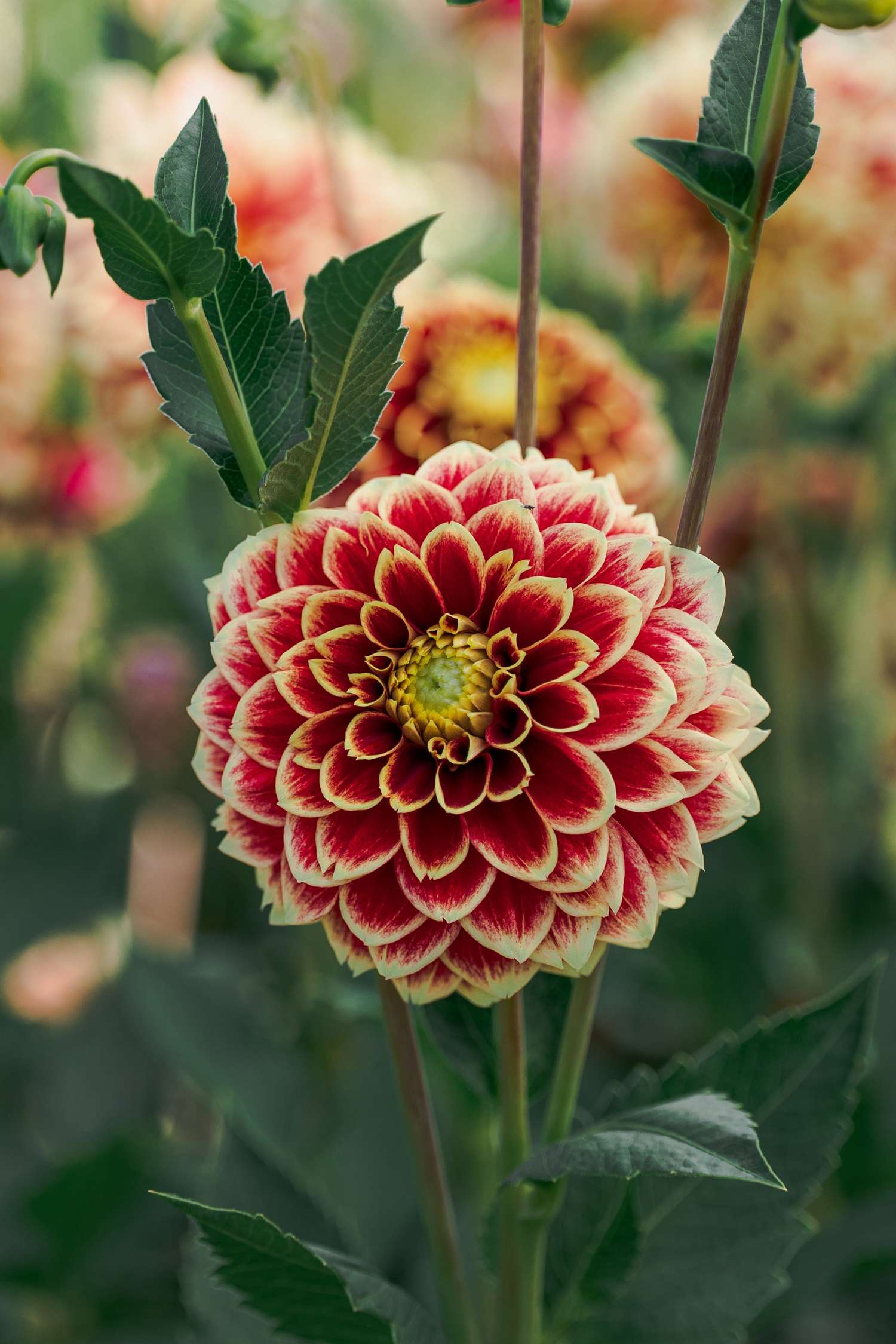 Dahlie 'Jowey Hubert'